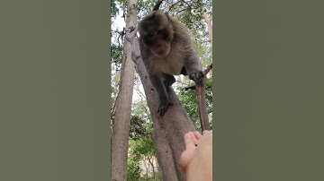 Joey monkey #wildlife #wildmonkey #shortsvideo