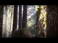 Intel drones in the woods sensor