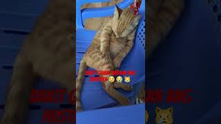 bakit ganun!! #shortsvideo #catlover #funny #cat #comedyph #catcat #viral #pinoycomedy