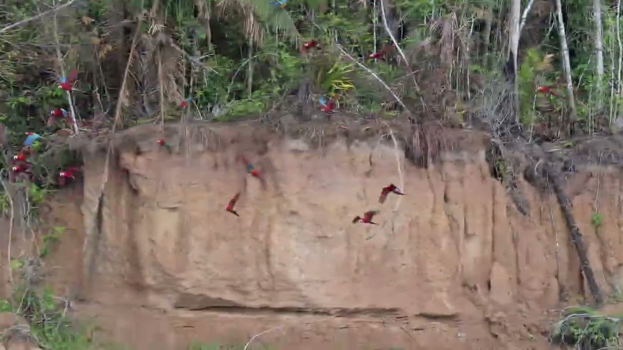 Macaws at Clay Lick   Made with Clipchamp