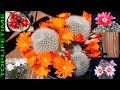 10 Tipos de cactus con flores Más Increíbles