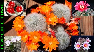 10 Tipos de cactus con flores Más Increíbles