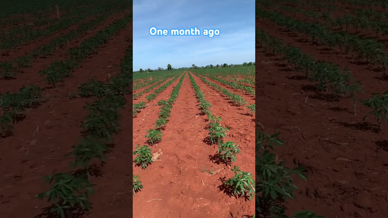 One month ago estimate more 90% strong survive