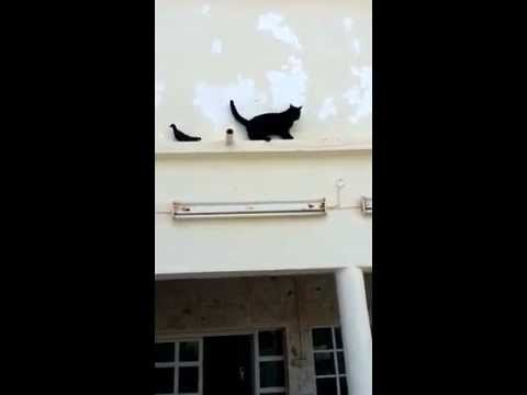 Pigeon outsmarts  cat