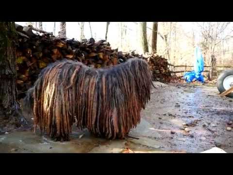 Βίντεο: Bergamasco Dog Breed Υποαλλεργικό, Υγεία και Διάρκεια Ζωής