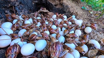 wow top videos - pick a lot of duck eggs under tree at field by hand a female farmer