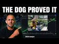 A Guy Used AI to Save His Dying Dog. It Explains Everything About $HIMS at $25.