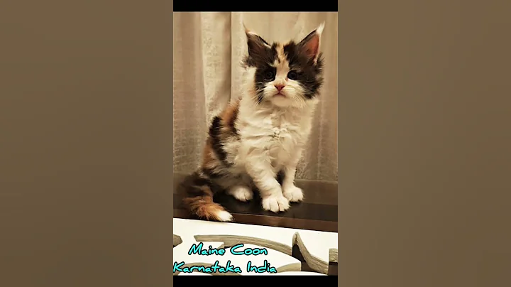 Video 11623581: maine coon meets, maine coon girl, feline giants