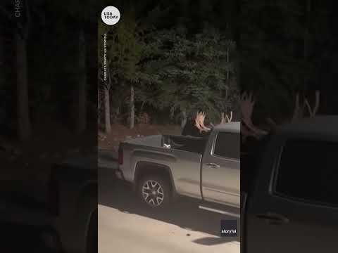 Moose lands in back of pickup truck while fighting in Colorado | USA TODAY #Shorts