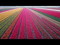 Flowers of The Netherlands - Daniel & Ema