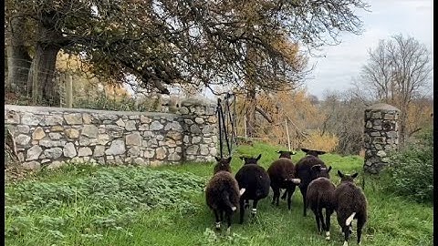 A busy day bringing all different flocks in for a buyer to select sheep