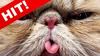 Кошки! "Улыбнись - 2" ТВ Кошки! "Улыбнись - 2" ТВ