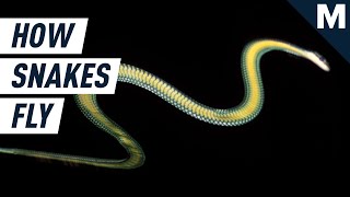 These Snakes Can Fly And Here’s How | Mashable