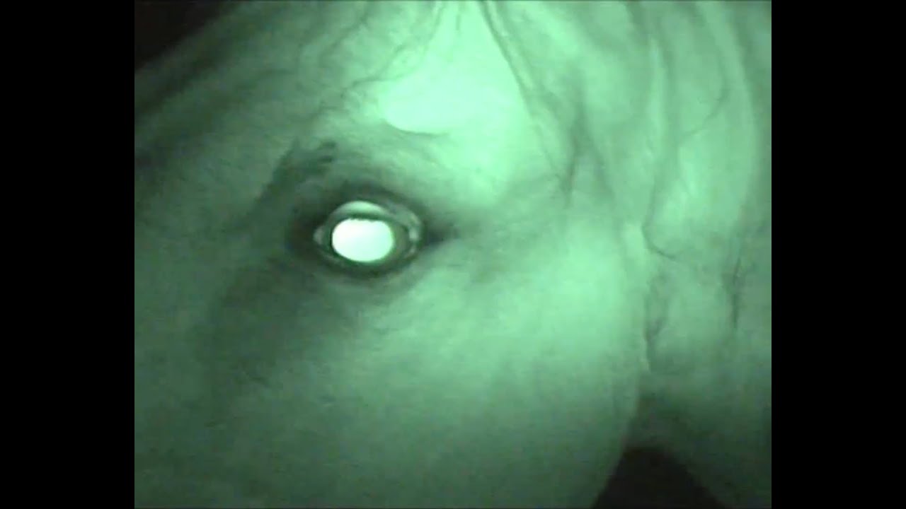 Watch The Family Battenberg - Foggy on YouTube Watch The Family Battenberg - Foggy on YouTube