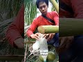TUAK OR TODDY FARMING Ep. #5 #coconutwine #new2025 #viral2025