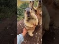 Cute😍🤩😘 #shorts #animals
