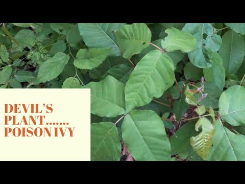 How to NATURALLY rid your property and body of poison ivy! ☠️🍃