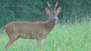 chasse a l&#39;arc chevreuil