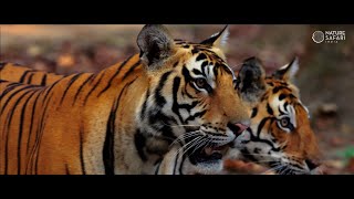 25 Years Of Excellence - Nature Safari Indias Journey Of Wildlife Conservation Through Tourism