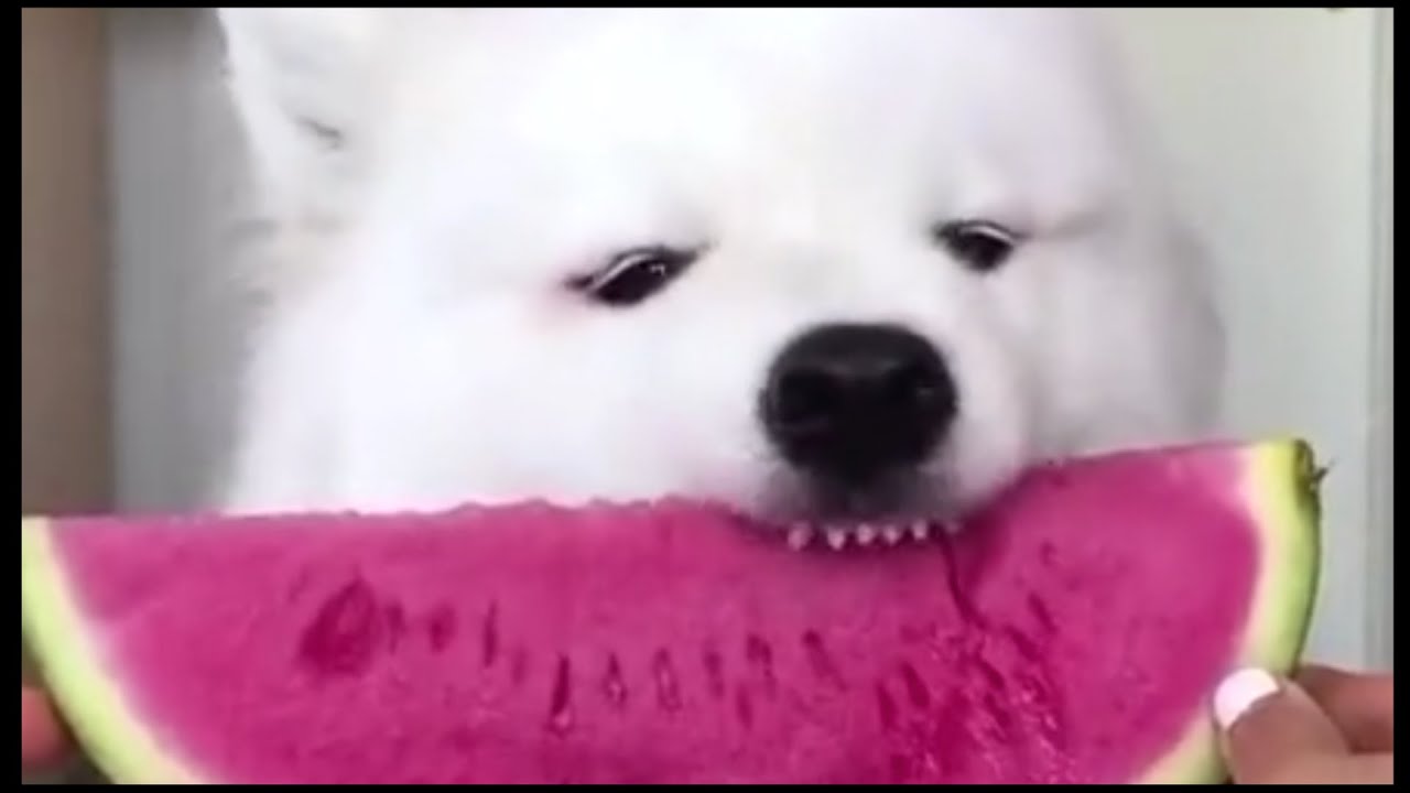 HOLY MEMES COMPILATION V03