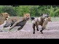 Leopard saves Children from Hyena and Lion-The Battle Of Animals