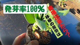 そら豆の苗を移植します