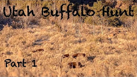 Utah Buffalo Hunt | Once in a lifetime | Part 1