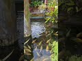 UNEXPECTED rural scene in Taiwan #teachingexperience