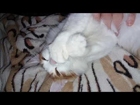 Как отучить кота сосать лапу