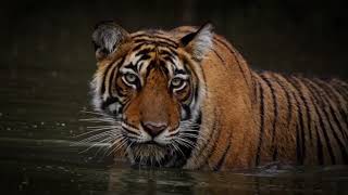 Maung Paling Gede Di Dunia -  Suara Gauman Harimau Yang Menggelegar!!! #harimau #maung