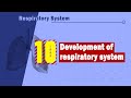 10. Development of respiratory system