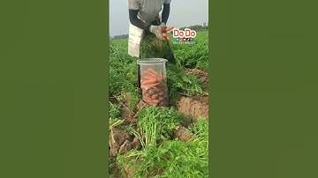 Thu  hoạch cà rốt- 胡萝卜进出口- Carrot harvesting #dodofood #nongsandodo #dodoglobal