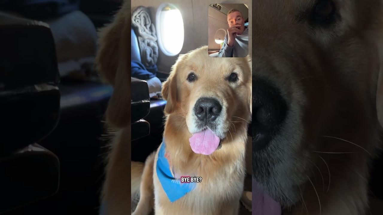Three stops for me and the big fella! Cleveland ➡️ Iowa ➡️ Clemson— Back on the road 🐾✈️