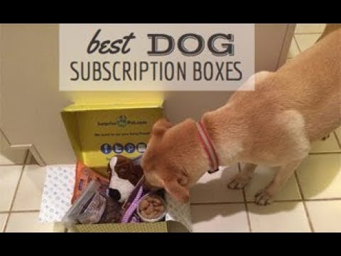 chomp dog box