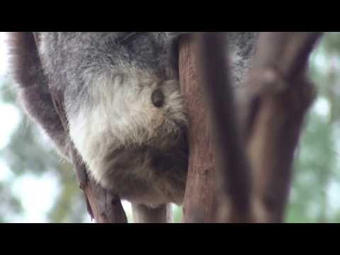 Lazy Koala bear