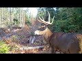 Maine Wildlife Trail Video week ending 10.17.2020
