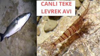 CANLI TEKE İLE LEVREK AVI KARADENİZİN MAVİ DERİNLİKLERİ( Sea Bass Fishing )??????