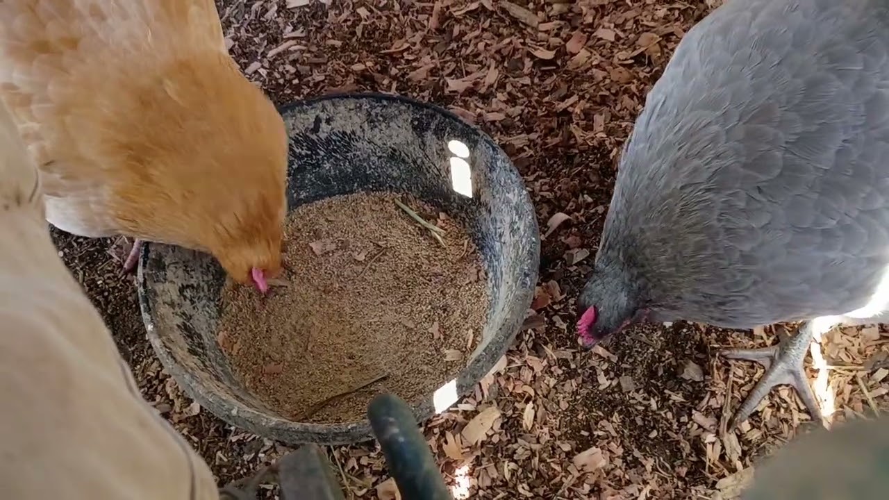 Beautiful Chickens eating.