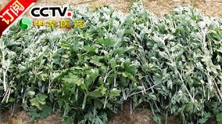 [Chinese Medicine] 20160608 | CCTV-4