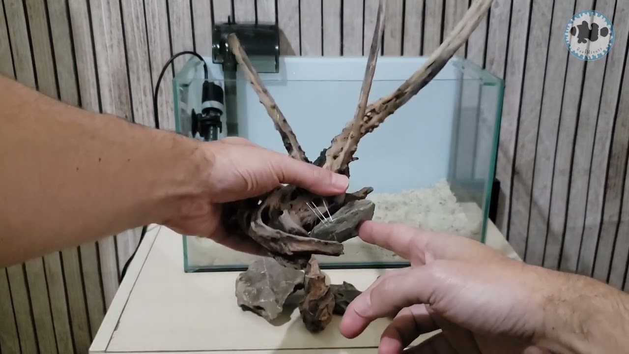 Montei um Aquário de 13 litros para Peixe Betta ,Camarões Neocaridinas,  Ampulárias,  Neons ,Guppys?