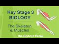 Musculoskeletal System Quiz