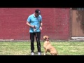 Training your Dog for electric dog fence system Training your Dog for electric dog fence system