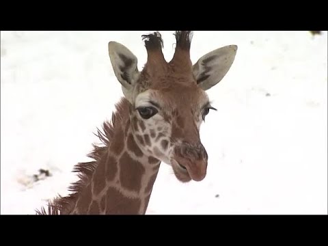 旭山動物園で年ぶりに誕生のキリン 永友 えいと と命名 18 12 23 18 00 Youtube