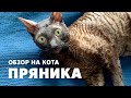 Обзор на кота Пряника / кот породы корниш рекс