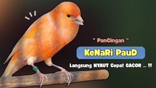 Pancingan KENARI Paud !!! Suara PANCINGAN KENARI PAUD Belajar BUNYI Ngeriwik - MASTERAN Kenari PAUD