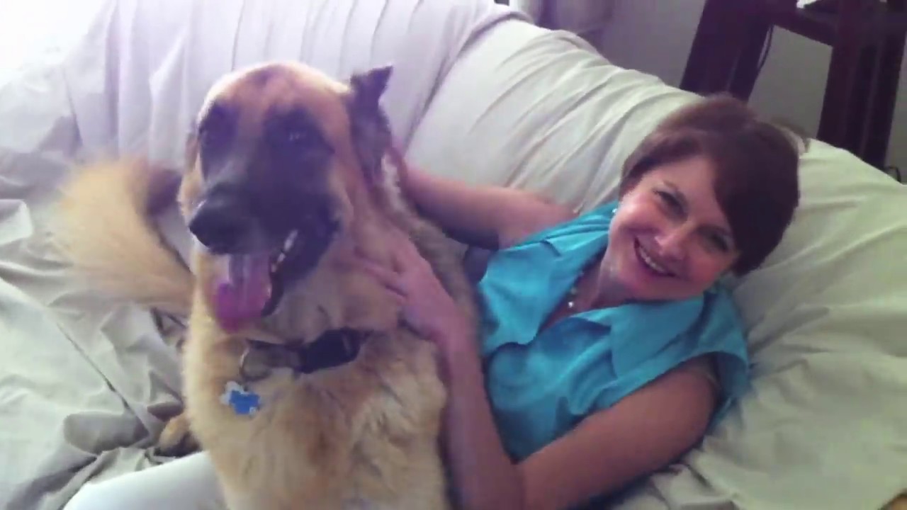 german-shepherd-owner-reunion-after-one-day-youtube