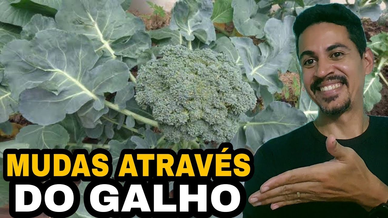 COMO replantar BRÓCOLIS através das MUDAS
