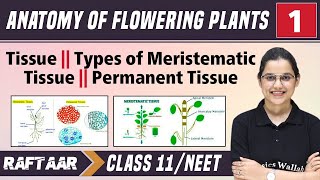 Anatomy of Flowering Plants 01 || Tissue || Types of Meristematic Tissue || Class11/NEET RAFTAAR screenshot 4