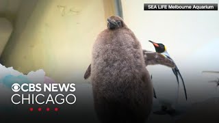 Pesto the baby penguin clocks in at 50 lbs.