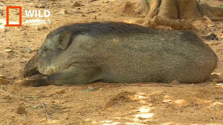 Asian Biggest Grand Old Wild Boar !